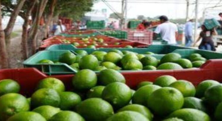 Las cosas no cambiaron en Michoacán, acusan limoneros