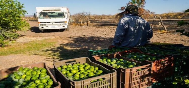 Por presiones del narco, retoman operaciones limoneros de Michoacán