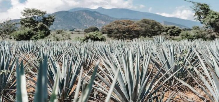 Agave para producir tequila y mezcal en Michoacán será libre de deforestación