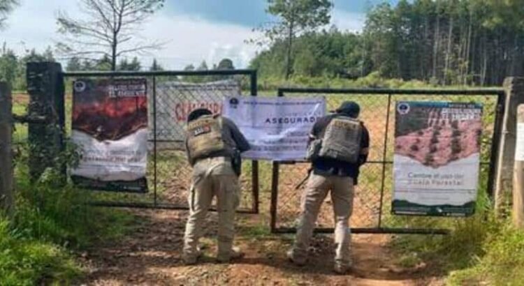 Detienen a dos hombres y aseguran predio relacionado en delitos contra el ambiente