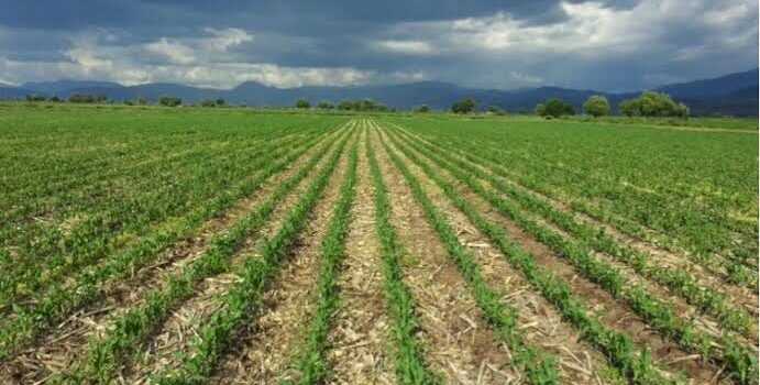 Con escuelas de campo se mejoran técnicas de cultivo en Michoacán