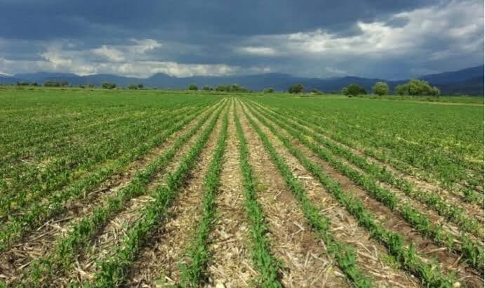 Con escuelas de campo se mejoran técnicas de cultivo en Michoacán