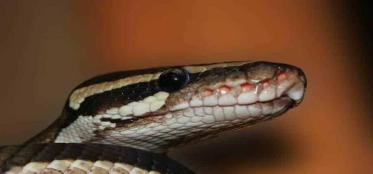 Descubren en Michoacán serpiente única en el mundo; está en riesgo crítico