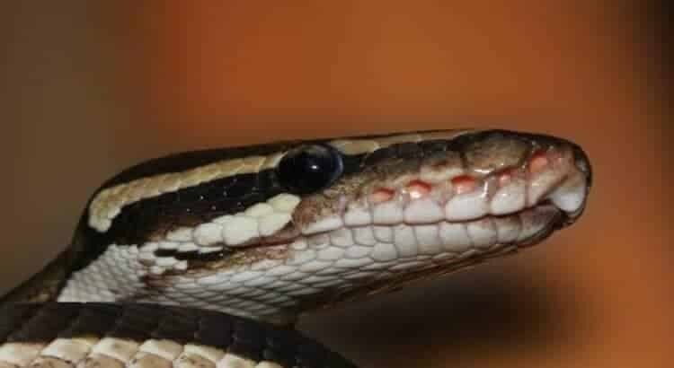 Descubren en Michoacán serpiente única en el mundo; está en riesgo crítico Descubren en Michoacán serpiente única en el mundo; está en riesgo crítico