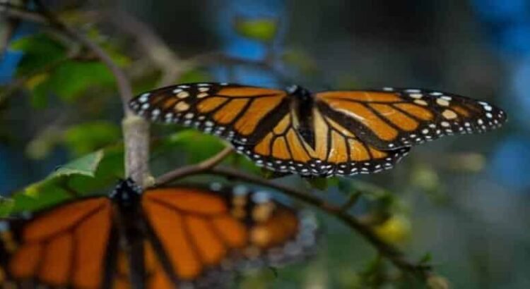 Sin afectaciones por descenso de temperatura en bosques de la Monarca