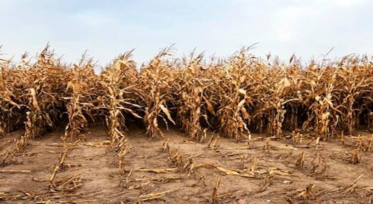 En Jalisco y Michoacán, el cultivo del cereal se ha visto desplazado por aguacate, agave y ‘berries’