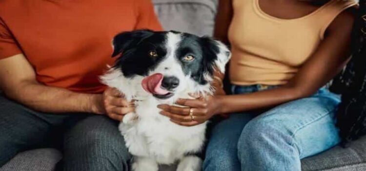 En Michoacán buscan definir quién cuida a las mascotas tras un divorcio