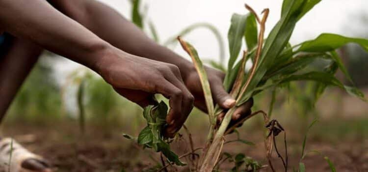 Presentan apoyos agrícolas en sesión de desarrollo rural