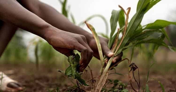 Presentan apoyos agrícolas en sesión de desarrollo rural