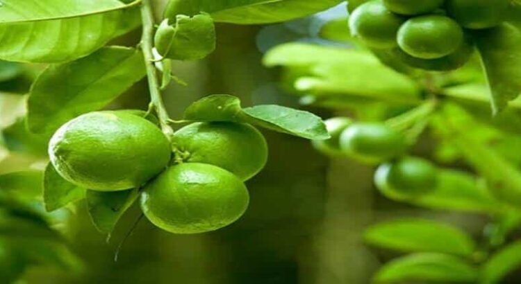 Más de 2 mil hectáreas de Michoacán no producirán limón