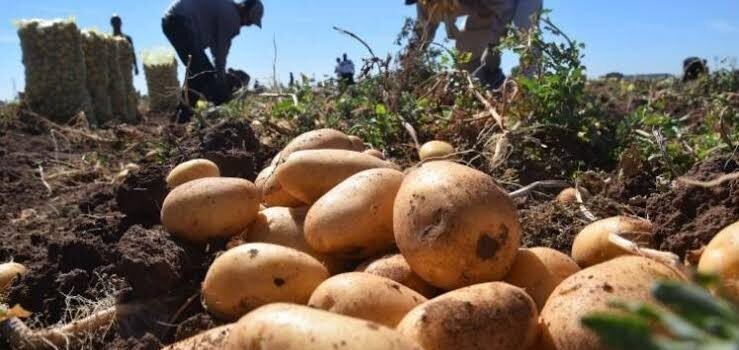Tras años suspendido vislumbran regreso de cultivo de papa en Zamora