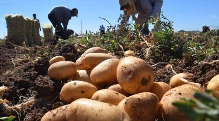 Tras años suspendido vislumbran regreso de cultivo de papa en Zamora