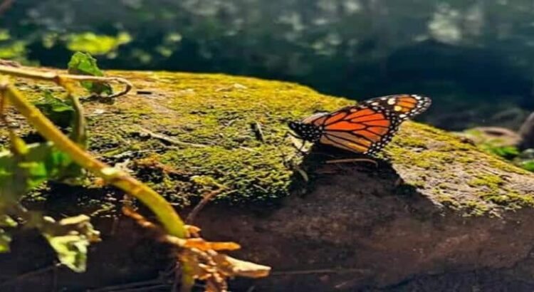 Ocupación de la mariposa monarca en Michoacán y Edomex aumenta un 99 por ciento