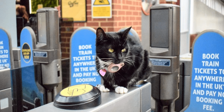 Gata recibe pase vitalicio para viajar en tren