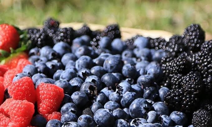 Entre los 3 mil y 4 mil pesos los salarios en temporada de berries y fresa, en Zamora