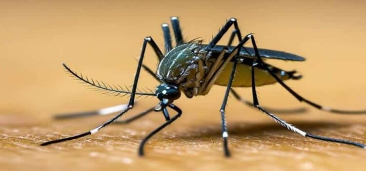 Michoacán registra 250 casos de dengue en lo que va del 2025