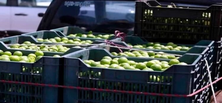Garantizado el abasto de limón michoacano a todo el país