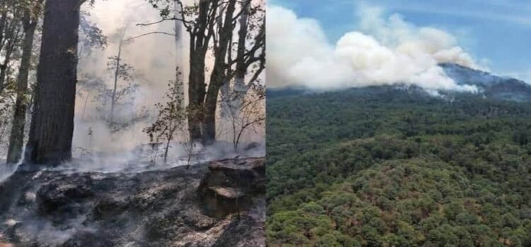 Incendio alcanza santuario de la Mariposa Monarca en Michoacán