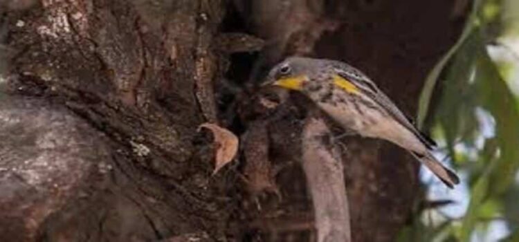Michoacán recibe muchas aves migratorias, pero enfrentan la deforestación