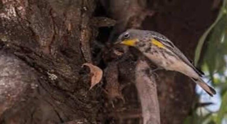Michoacán recibe muchas aves migratorias, pero enfrentan la deforestación