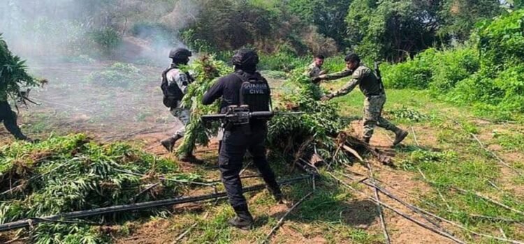 Destruyen plantío con 9 mil matas de marihuana en Parácuaro, Michoacán Destruyen plantío con 9 mil matas de marihuana en Parácuaro, Michoacán