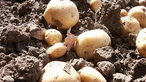 Necesitan productores de Zamora laboratorio para sembrar papa segura