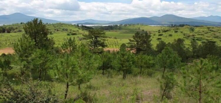 Con más de 10 millones de árboles reforestarán 50 mil hectáreas en Michoacán Con más de 10 millones de árboles reforestarán 50 mil hectáreas en Michoacán