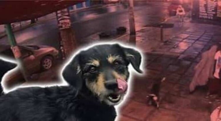 Rescatan a 11 perros víctimas de maltrato tras cateos en Michoacán Rescatan a 11 perros víctimas de maltrato tras cateos en Michoacán