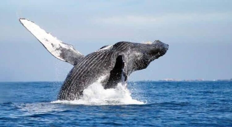 Buscará Michoacán certificación como destino para avistar ballenas