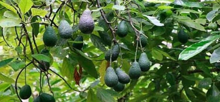 Michoacán tiene 8 mil huertas de aguacate sin certificación para exportar a EU