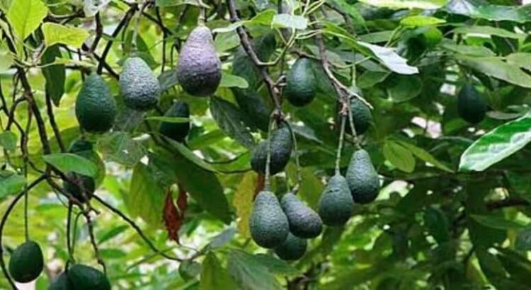 Michoacán tiene 8 mil huertas de aguacate sin certificación para exportar a EU