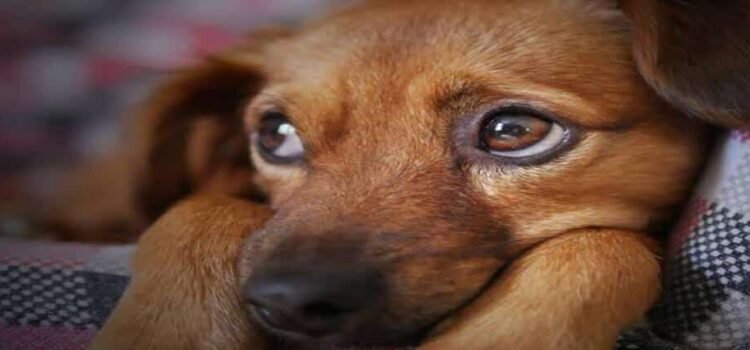 Procesan a hombre acusado de agredir y matar a perros en Michoacán
