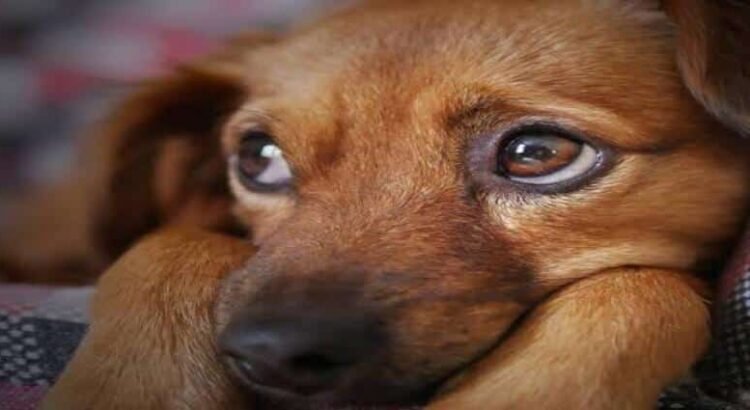 Procesan a hombre acusado de agredir y matar a perros en Michoacán