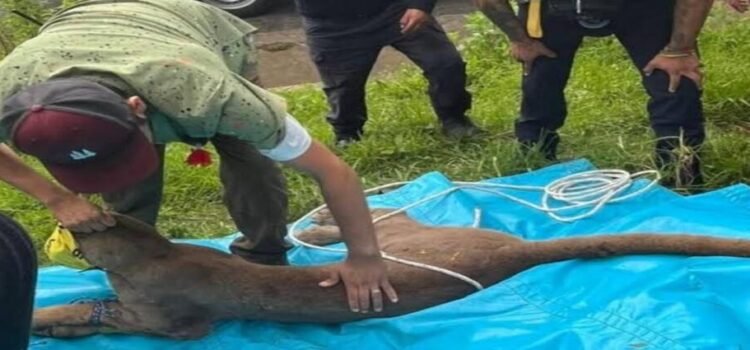 Capturan a puma que merodeaba en una colonia de Pátzcuaro, Michoacán