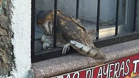Rescatan a lechuza atorada en una reja en Zamora