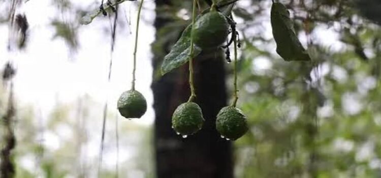Alista Sader exportación de aguacate de Michoacán a Brasil