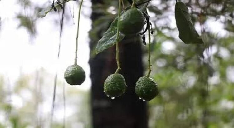 Alista Sader exportación de aguacate de Michoacán a Brasil