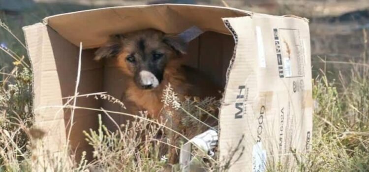 Busca Congreso de Michoacán incluir respeto animal ante 13% de maltrato