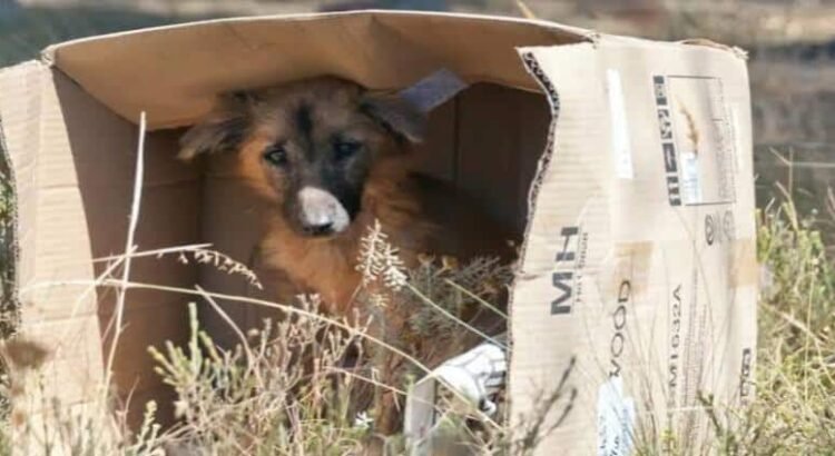Busca Congreso de Michoacán incluir respeto animal ante 13% de maltrato