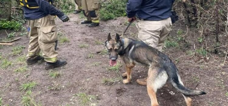 Perros rescatistas de Michoacán apoyan en búsqueda de personas tras inundaciones en Texas