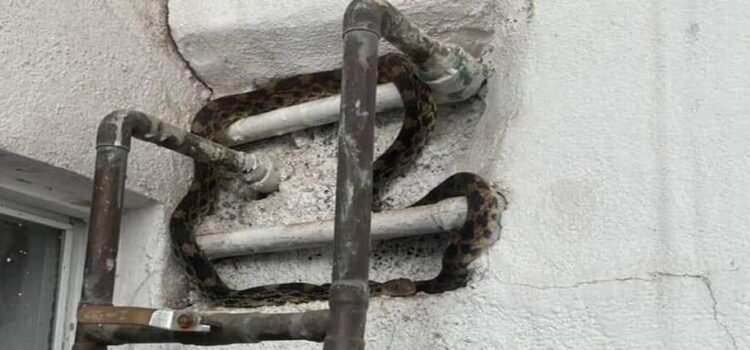 Captura PC Morelia serpiente dentro de domicilio