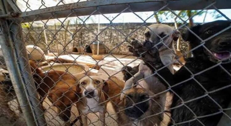 Rescatados, 26 animales del maltrato de enero a junio en Michoacán