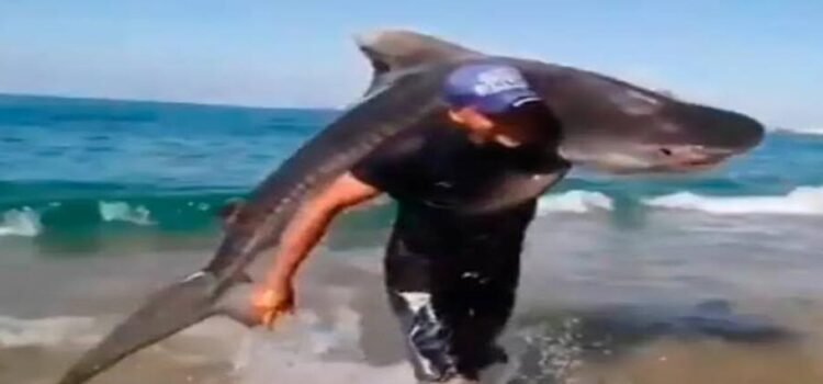 Hombre captura tiburón tigre con las manos en playa de Michoacán Hombre captura tiburón tigre con las manos en playa de Michoacán
