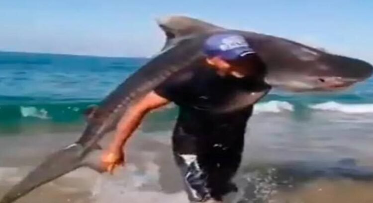 Hombre captura tiburón tigre con las manos en playa de Michoacán