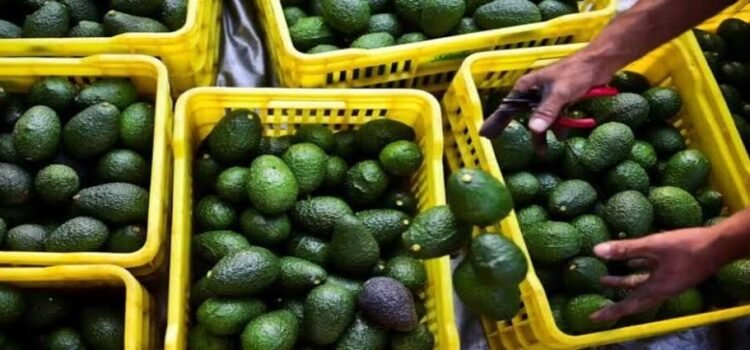 Secretaría de Trabajo y Gobierno de Michoacán dialogan con sector aguacatero en materia laboral