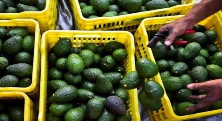 Secretaría de Trabajo y Gobierno de Michoacán dialogan con sector aguacatero en materia laboral Secretaría de Trabajo y Gobierno de Michoacán dialogan con sector aguacatero en materia laboral