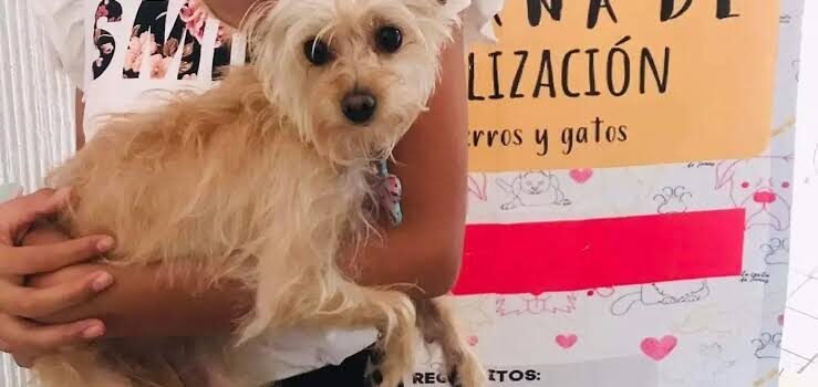 Continúa campaña de esterilización de mascotas en Zamora