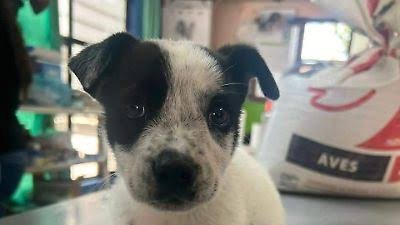 Salva una vida con la adopción de mascotas en Zamora