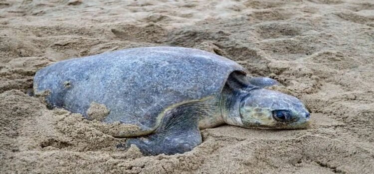 Localizados 61 nidos de tortuga ‘golfina’ en costas de Michoacán