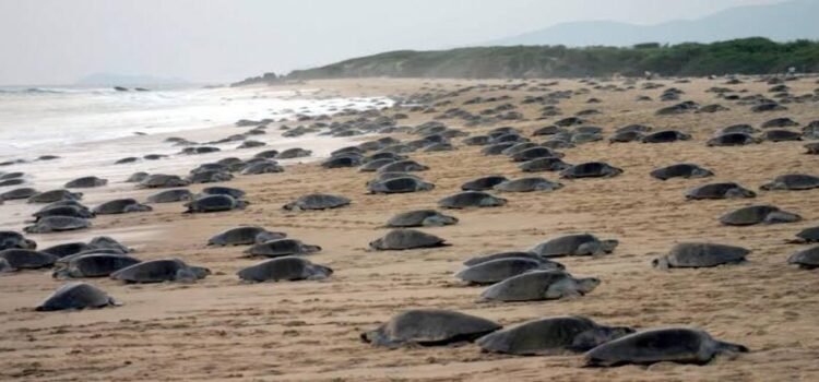 Profepa transfiere más de 7 mil huevos de tortuga golfina para su protección